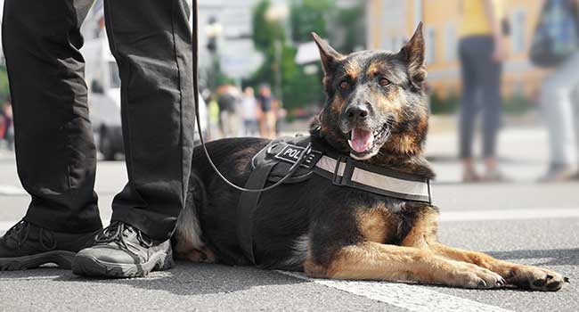 K-9 Safety Sweeps Introduced at Norwalk Schools