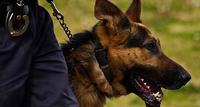 Ohio Hospital Adds Drug-Sniffing Dog to Security Staff