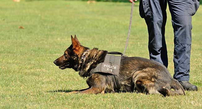 Ohio District Adds Drug-Sniffing Dog to Patrol Schools